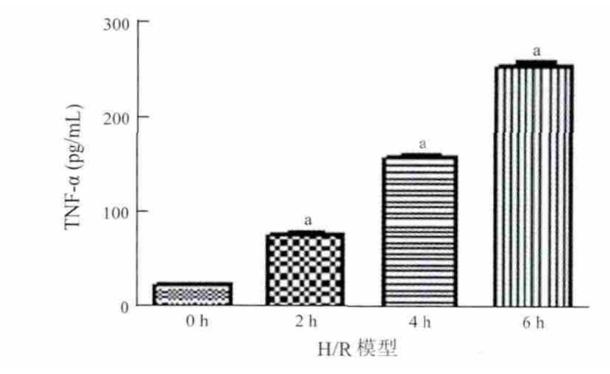 图5：缺氧 / 复氧模型中 KC 分泌 TNF-α 水平