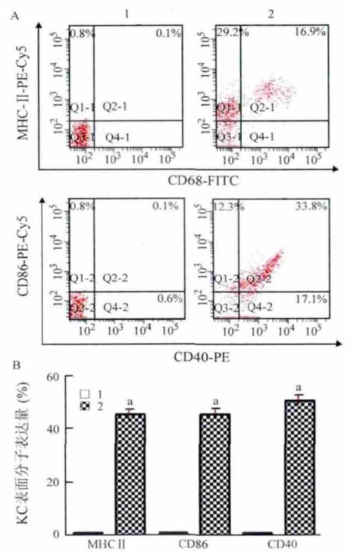 图6：缺氧 / 复氧后 KC 表面分子表达变化
