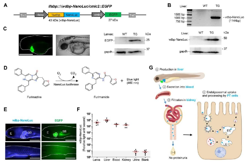 图1：½vdbp-NanoLuc 斑马鱼报告系统的构建与验证