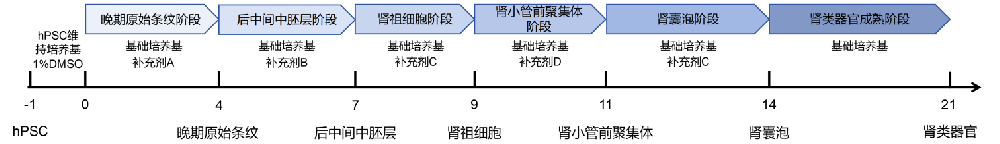 本产品分化流程图