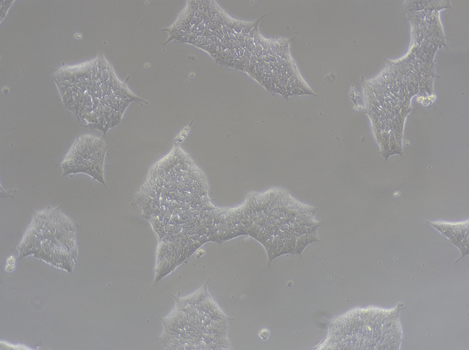 DAY 0-4:晚期原始条纹阶段