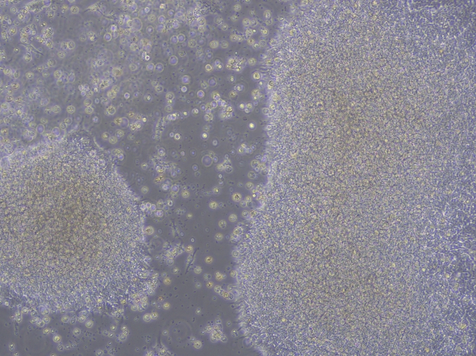 DAY 0-4:晚期原始条纹阶段