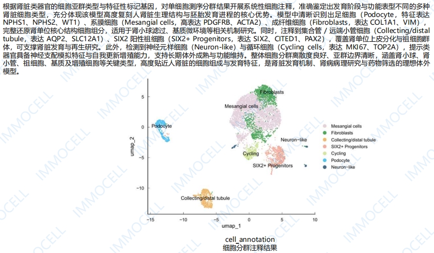 肾脏类器官单细胞测序分析