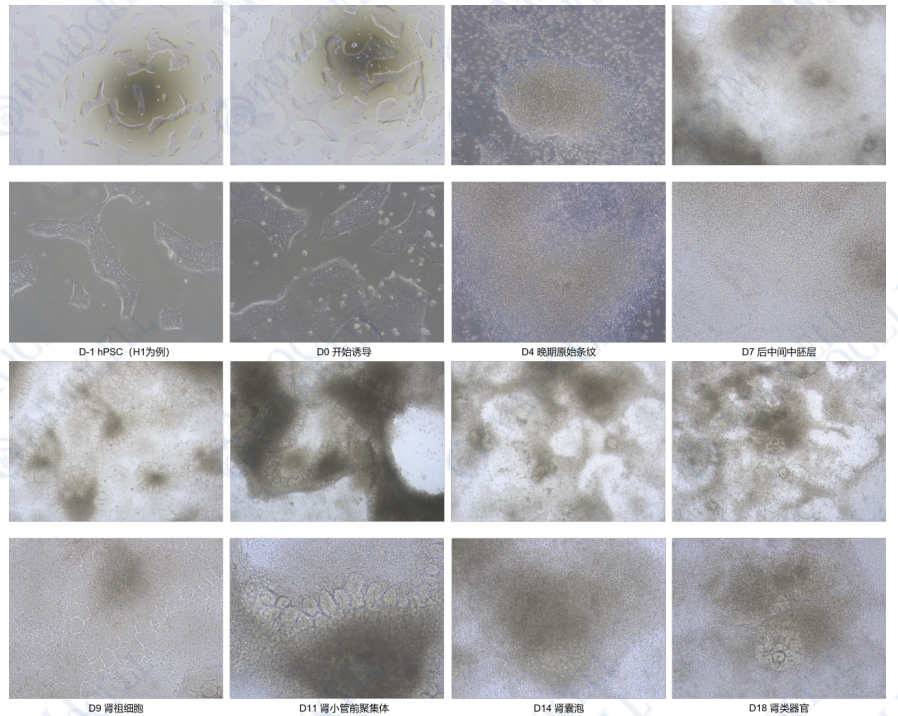 培养类器官图片