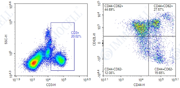 分选前(CD3+CD44-CD62L+)