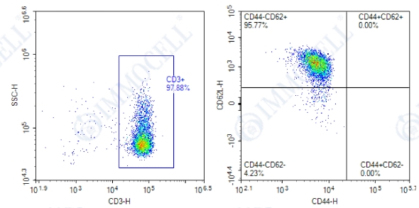 分选后(CD3+CD44-CD62L+)