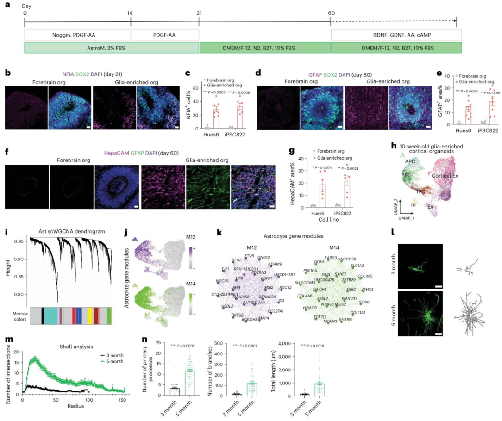 图1：胶质细胞富集型皮质类器官实现星形胶质细胞快速分化与成熟
