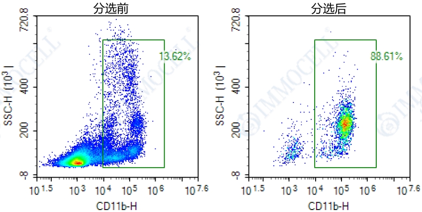 小鼠脾脏中的CD11b+单核细胞试剂盒图片