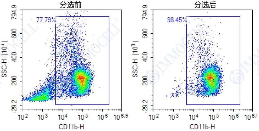 小鼠骨髓中的CD11b+单核细胞进行流式细胞分析检测显示图