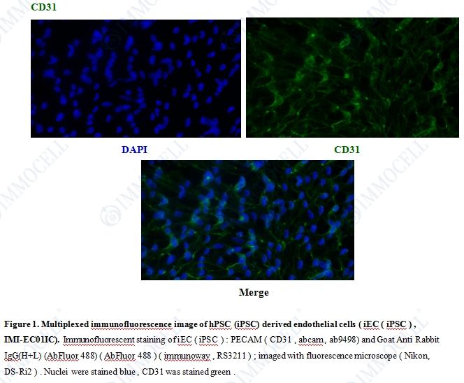 人胚胎干细胞来源内皮细胞（IPSC）免疫荧光鉴定图