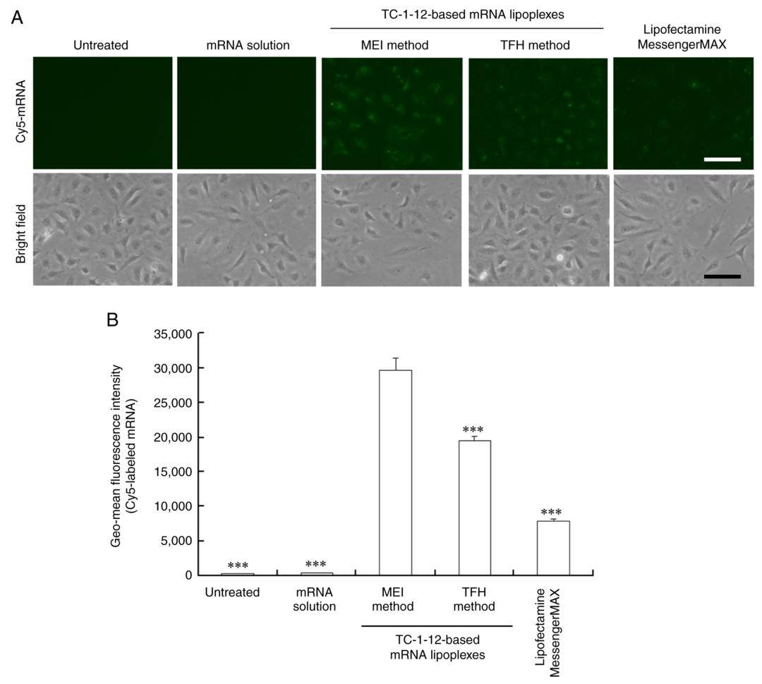图 5 HeLa 细胞对 mRNA 脂质复合物的摄取效率