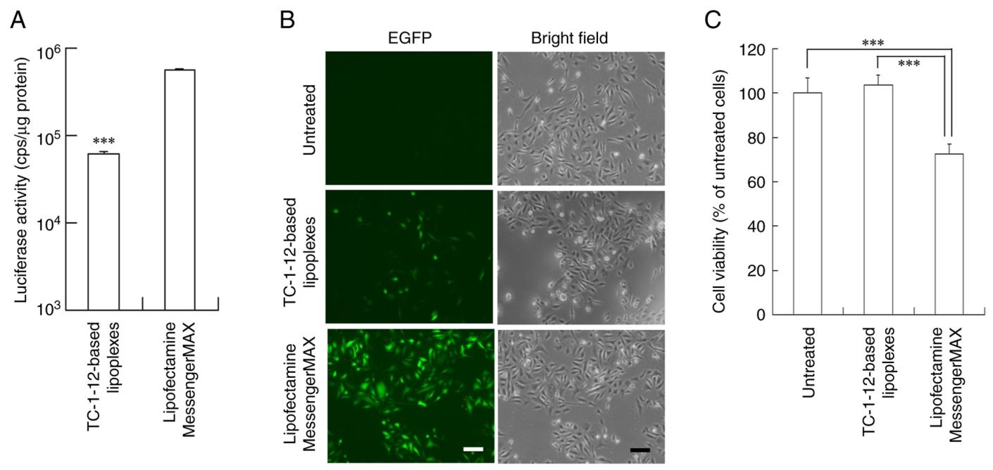 图 7 PC‑3 细胞中 mRNA 脂质复合物的蛋白表达与细胞毒性