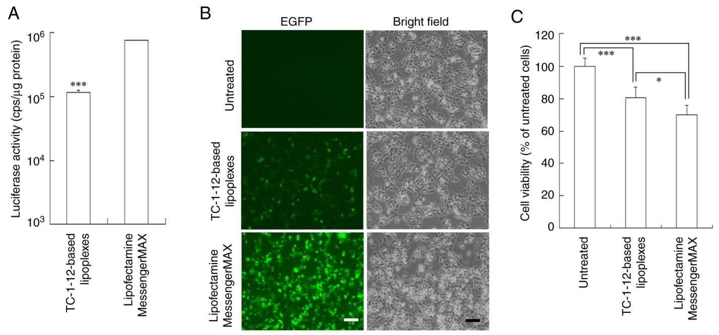 图 8 HepG2 细胞中 mRNA 脂质复合物的蛋白表达与细胞毒性