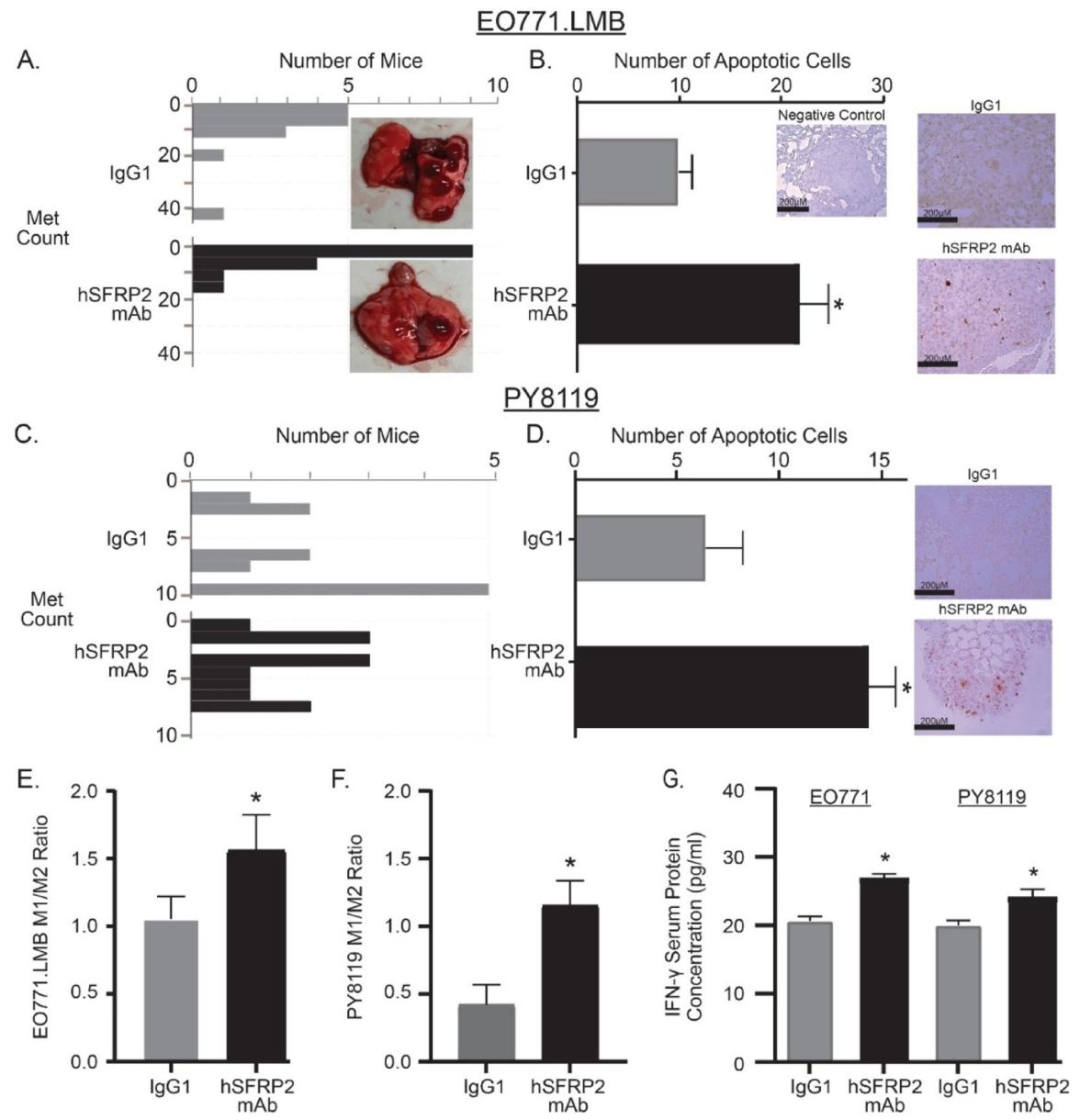 图5：SFRP2 单克隆抗体治疗减少转移灶数量，增加肿瘤凋亡、M1/M2 TAM 比例及 IFN-γ 水平