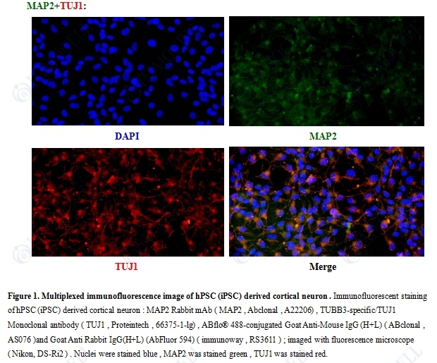 hPSC(hiPSC)来源皮质神经元iCN(hiPSC)免疫荧光鉴定图