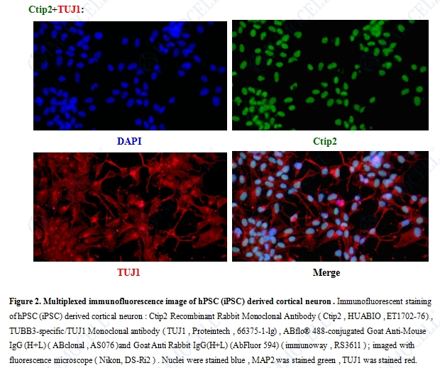 hPSC(hiPSC)来源皮质神经元iCN(hiPSC)免疫荧光鉴定图