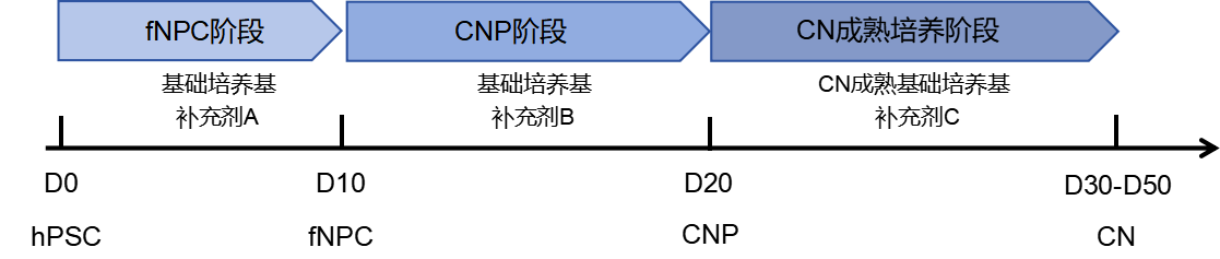 本产品分化流程图