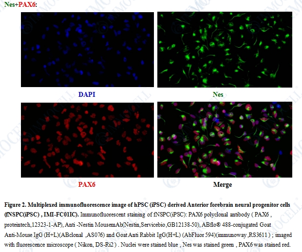 fNSPC(iPSC)，人多能干细胞来源前脑神经干/祖细胞免疫荧光鉴定