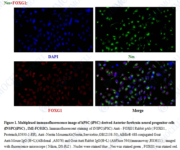 fNSPC(iPSC)，人多能干细胞来源前脑神经干/祖细胞免疫荧光鉴定图