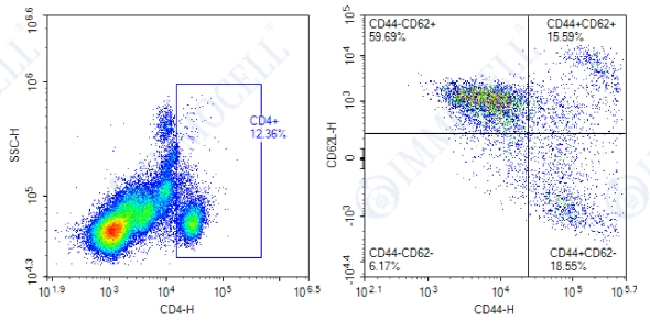 分选前(CD4+CD44-CD62L+)
