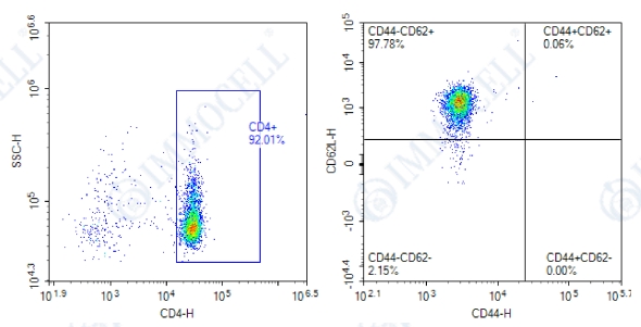 分选后(CD4+CD44-CD62L+)