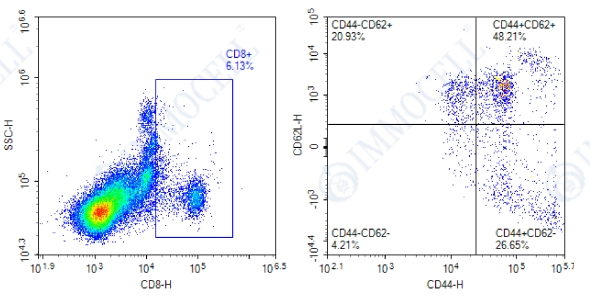 分选前(CD8+ CD44- CD62L+)