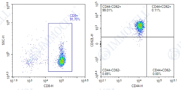 分选后(CD8+ CD44- CD62L+)