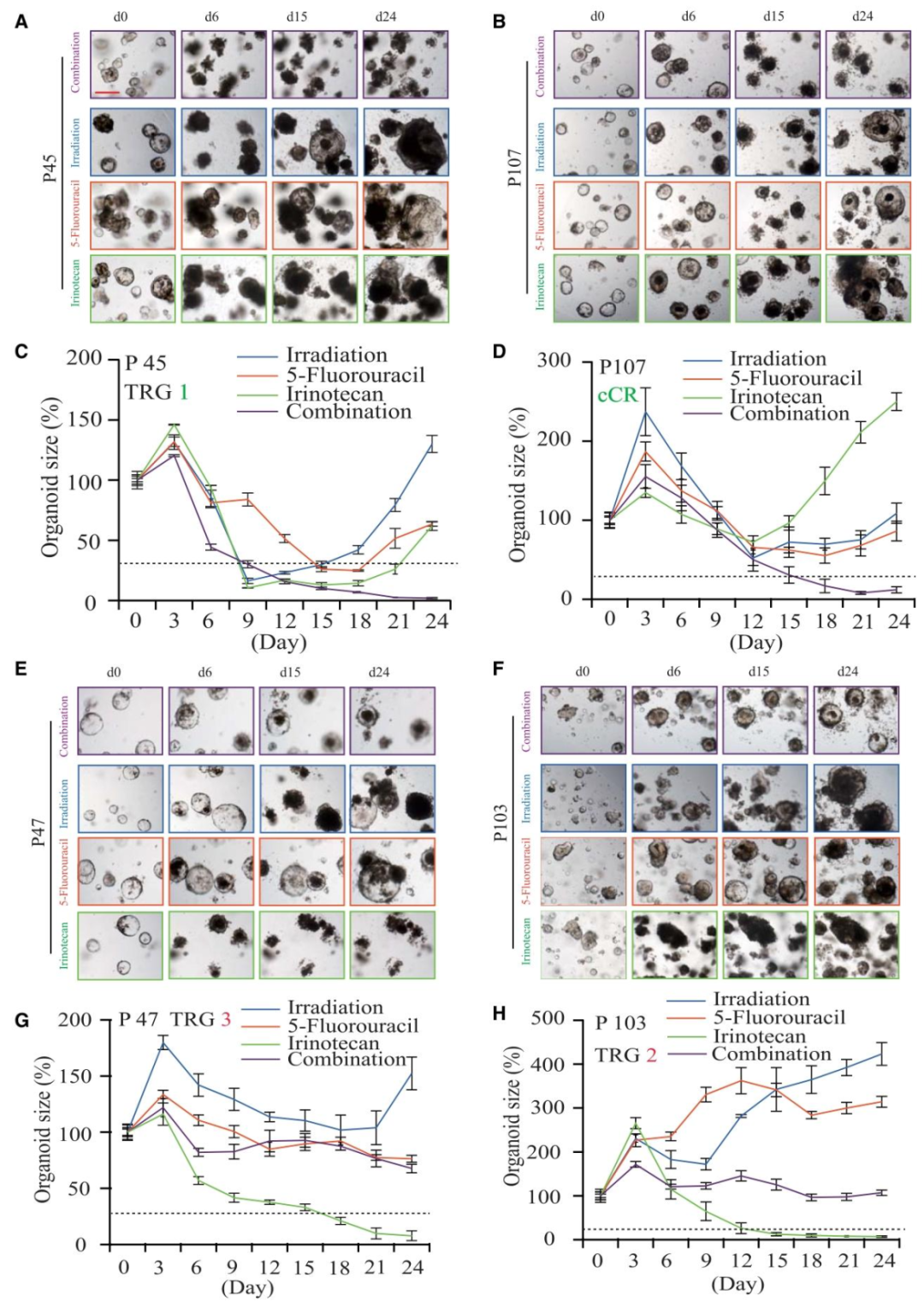 图4：联合放化疗中的协同与拮抗效应案例
