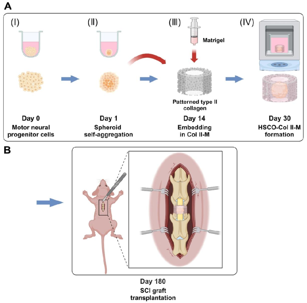 图1：HSCO-CPCol II-M 培养与 SCI 移植流程示意图
