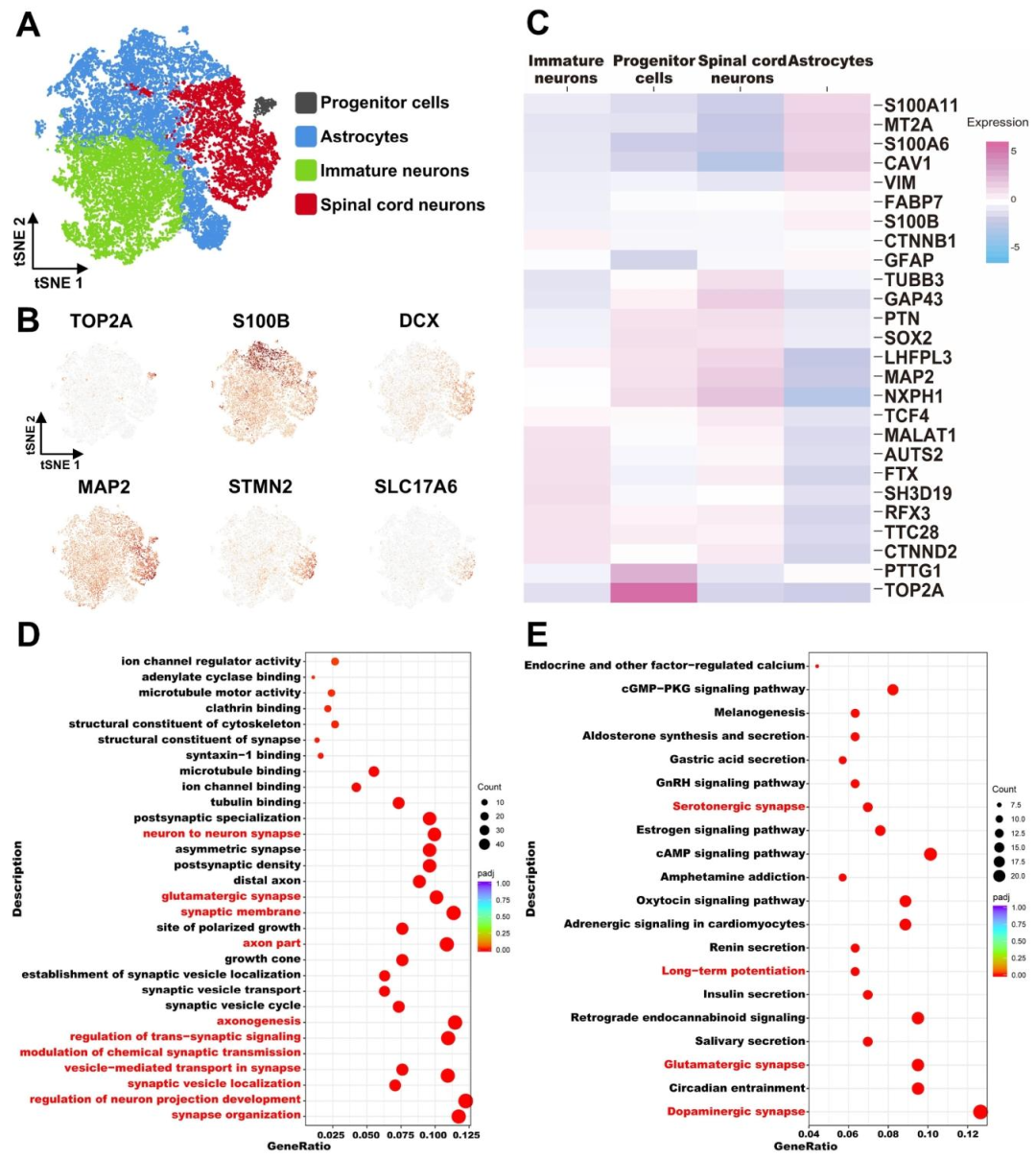 图6：HSCO-CPCol II-M 的单细胞 RNA 测序分析