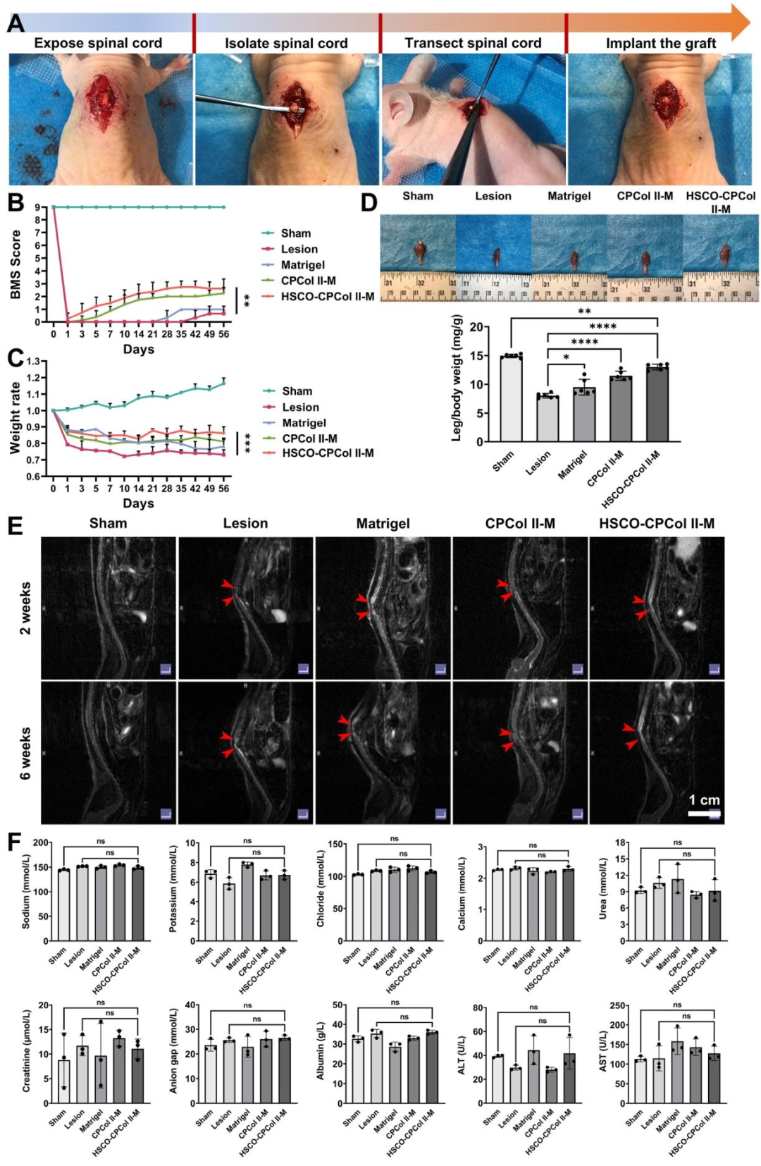 图8：HSCO-CPCol II-M 移植后的 SCI 功能恢复与安全性