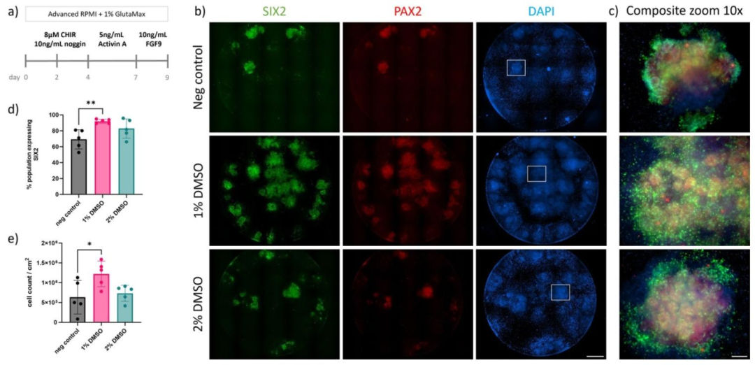 图5：DMSO 促进 hiPSCs 向 SIX2 + 肾祖细胞分化