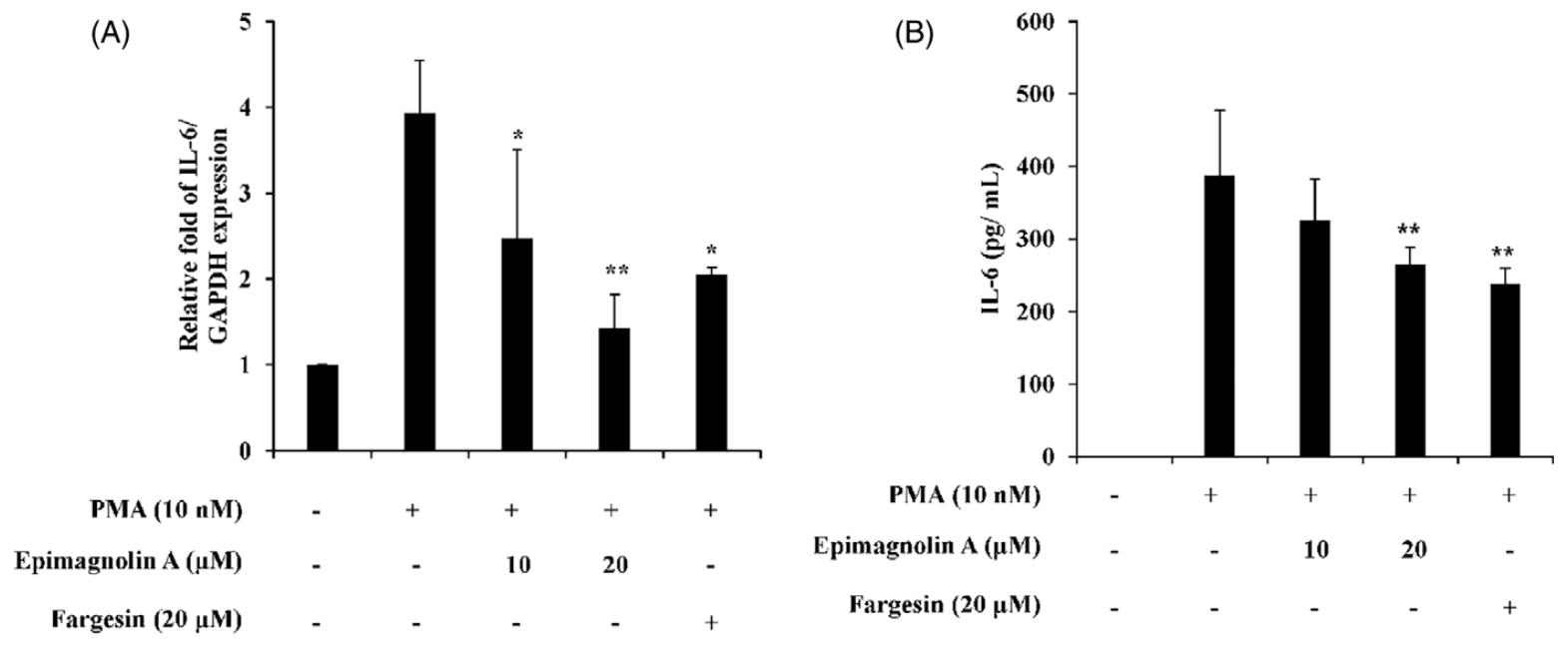 图 2 表木兰脂素 A 对 PMA 诱导 THP-1 细胞 IL-6 mRNA 及蛋白水平的抑制作用