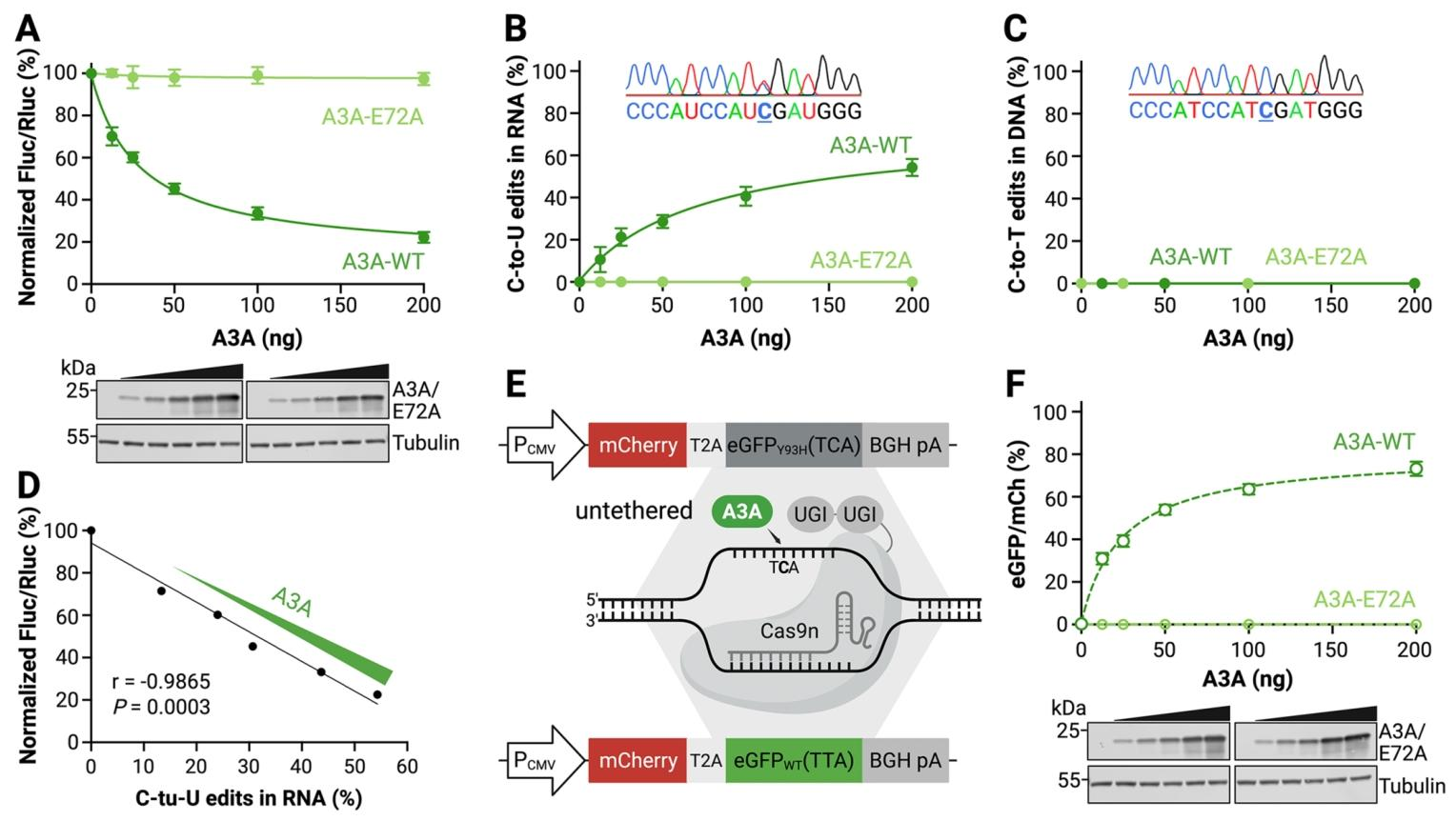 图 2 HAMMER 剂量依赖性特异性检测 A3A 的 RNA 编辑活性