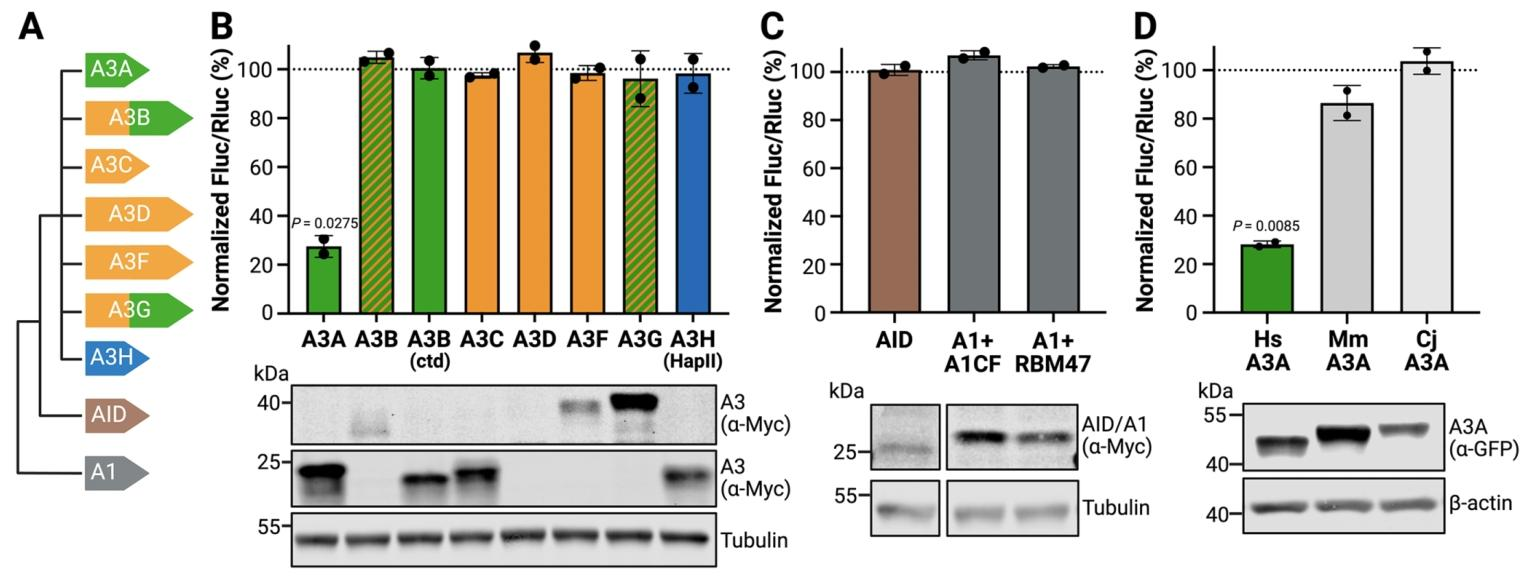 图 3 HAMMER 高度特异性识别人源 A3A 的 RNA 编辑活性