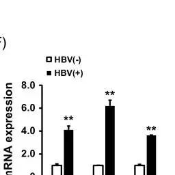 图 2：HBV感染促进自噬、肝纤维化和EMT