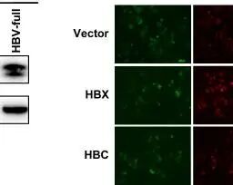 图 4：HBV X蛋白和核心蛋白(C)负责诱导自噬/EMT/纤维化