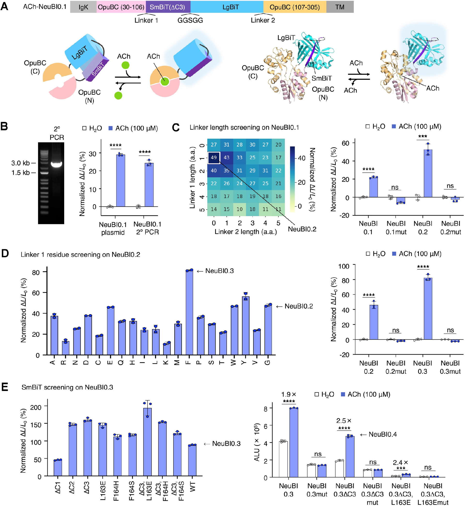 图 2：利用MIDAS-MP和MIDAS-MM逐步优化ACh-NeuBI