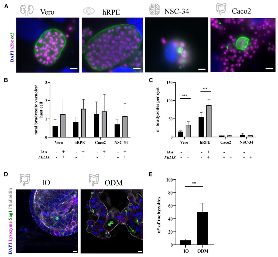 图1：hRPE 细胞最适合弓形虫缓殖子形成，ODM 感染效率高于 3D 类器官