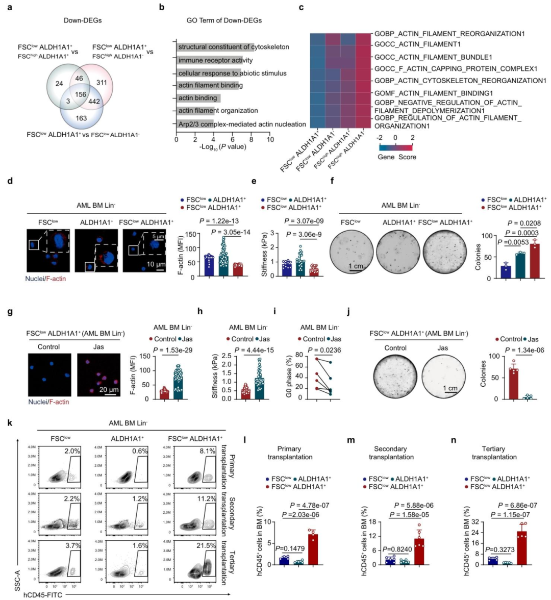 图 5：FSClowALDH1A1 + 细胞具有低 F-actin、低硬度特征及强干性