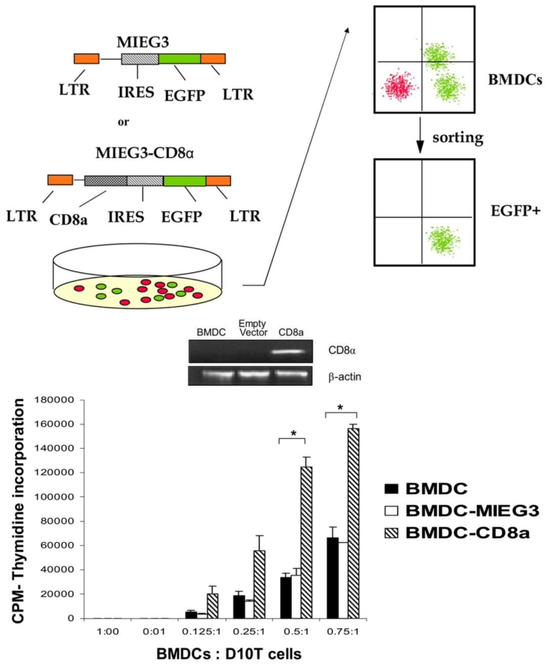 图 2：CD8α 转导增强 DC 的 T 细胞激活功能
