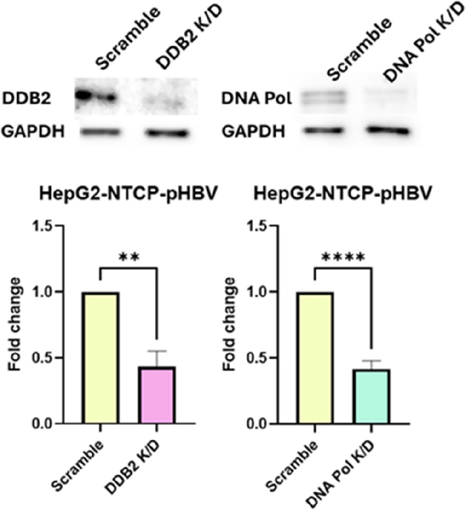 图1：在HBV感染的HepG2-NTCP细胞中，siRNA成功敲低DDB2和Pol δ的表达