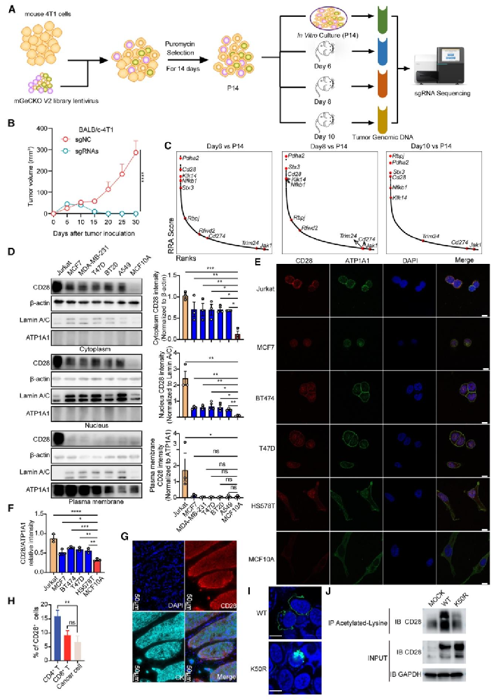 图 1：体内 CRISPR 筛选鉴定癌细胞 CD28 为免疫逃逸关键基因