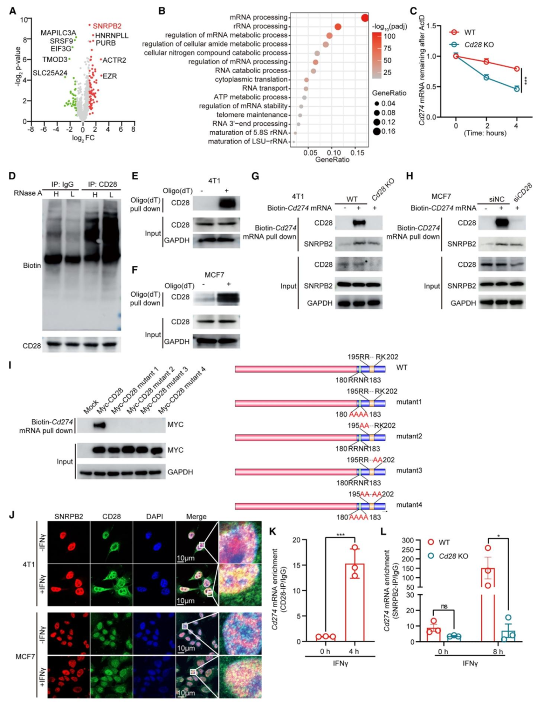 图 6：CD28 通过结合 Cd274 mRNA 并招募 SNRPB2 稳定其表达