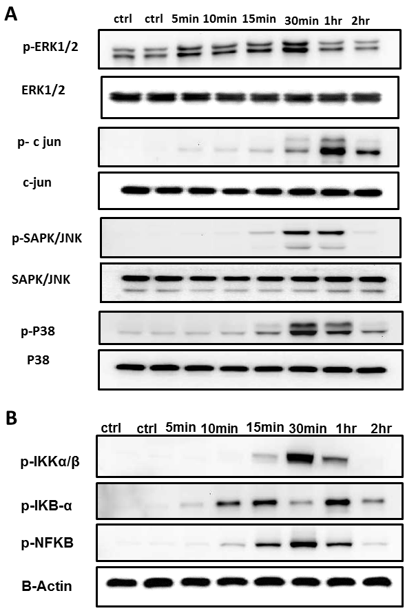 图 5：Pam3CSK4激活THP-1细胞中MAPK和NF-κB信号通路