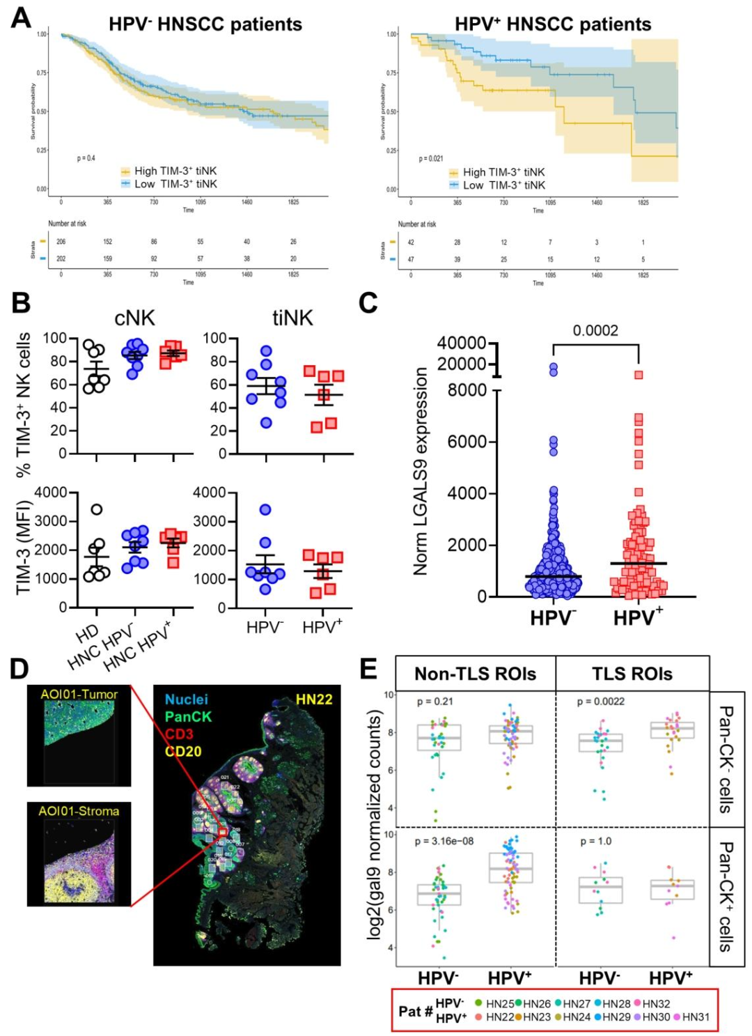 图 7：HPV+ HNSCC 患者中 TIM-3+ NK 细胞基因特征与不良预后及高半乳糖凝集素 - 9 表达相关