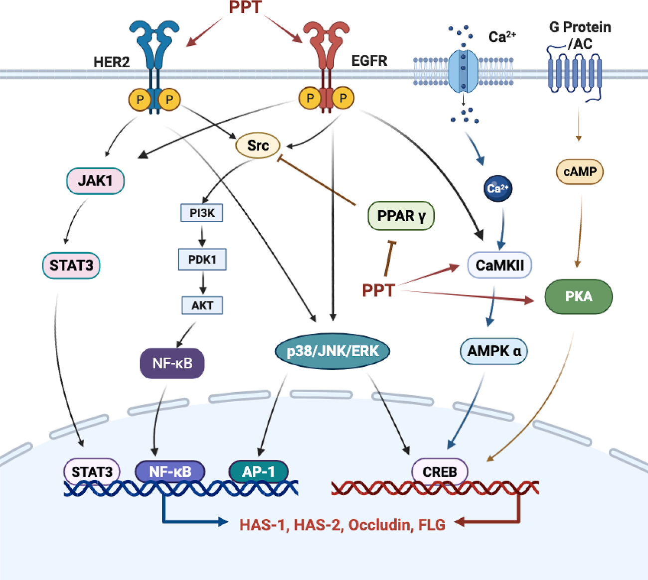 图 6：全文机制总结图