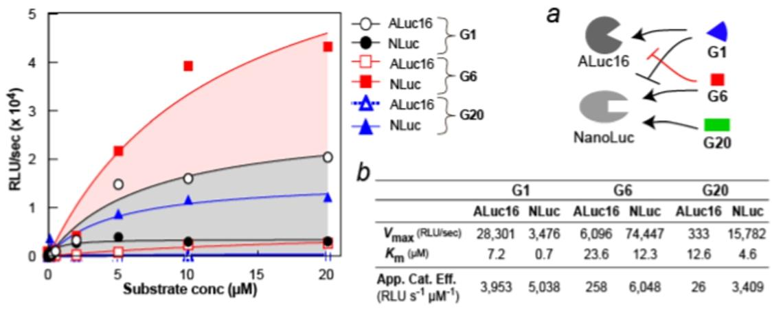 图 4：G1、G6、G20与NanoLuc和ALuc16的酶动力学分析