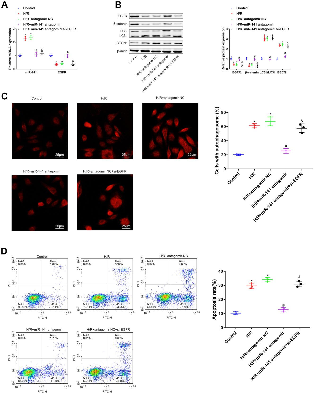 图 4：miR-141/EGFR/β-catenin轴促进自噬加重H/R诱导的PMVECs损伤