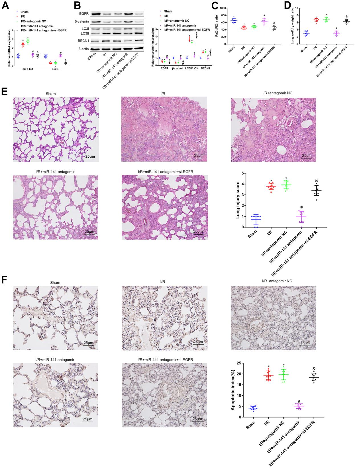 图 5：体内验证miR-141/EGFR/β-catenin轴促进自噬加重LIRI